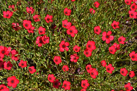 Linum grandiflorum "Rubrum' flowering in a garden border