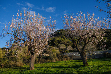 almond blossoms, Randa, Mallorca, Balearic Islands, Spain