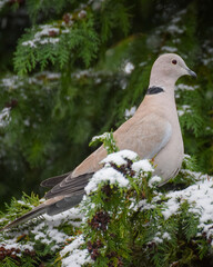 Pigeon bird in the snow