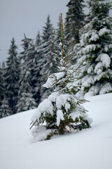 Obraz premium Carpathian woods