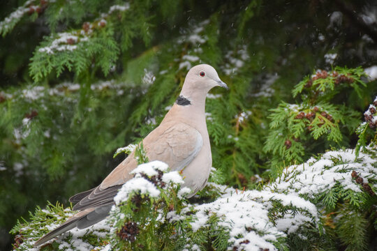 Pigeon bird in the snow