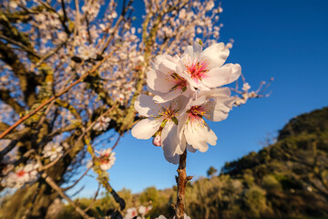almond blossoms, Randa, Mallorca, Balearic Islands, Spain