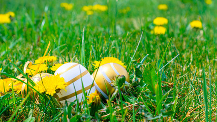 Easter basket. Golden egg with yellow spring flowers in celebration basket on green grass background. Congratulatory easter design.