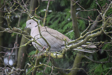 Pigeon bird in the snow