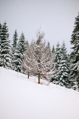 Naklejka premium Carpathian woods