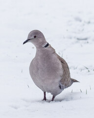 Pigeon bird in the snow