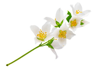 Fototapeta na wymiar Jasmine flowers isolated on white background