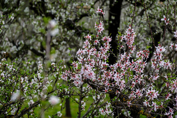 almond blossom, Caimari, Mallorca, Balearic Islands, Spain