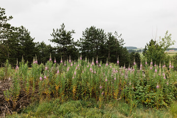Fototapeta na wymiar Wild flowers on the meadow in the mountain 