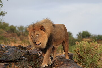 Wildlife Scenes from Namibian nature