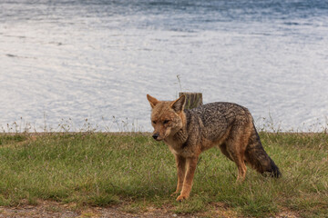 Close-up view of South American gray fox in Los Alerces National Park, Patagonia, Argentina