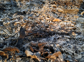 Burnt residues and ashes on the ground