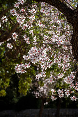 flowering almond tree, Bunyola, Mallorca, Balearic Islands, Spain