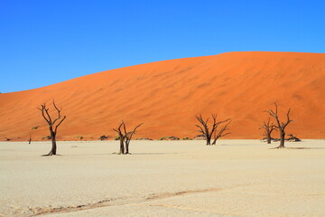 Fototapeta na wymiar Namibia Sossusvlei environment dead tree in desert