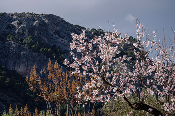 flowering almond tree, Bunyola, Mallorca, Balearic Islands, Spain