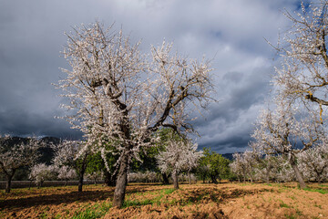 flowering almond tree, Bunyola, Mallorca, Balearic Islands, Spain