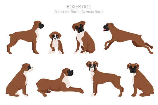 Boxer dog clipart. Different poses, coat colors set