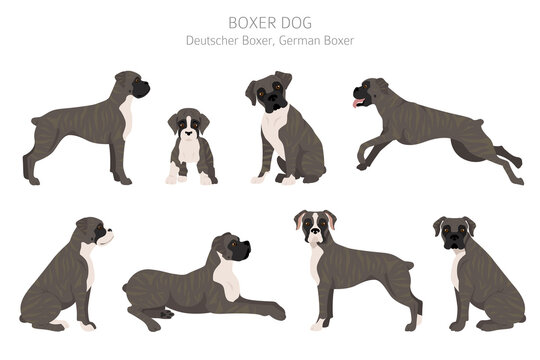 Boxer Dog Clipart. Different Poses, Coat Colors Set