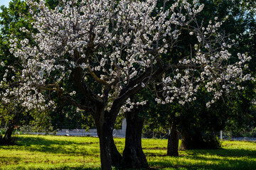 flowering almond tree, Bunyola, Mallorca, Balearic Islands, Spain