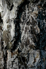 Dry patterned bark of a tree pattern tree trunk close-up. Bark lines on the tree trunk. Shell texture background. Nice wooden shell. Selective focus.