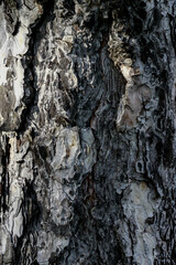 Dry patterned bark of a tree pattern tree trunk close-up. Bark lines on the tree trunk. Shell texture background. Nice wooden shell. Selective focus.