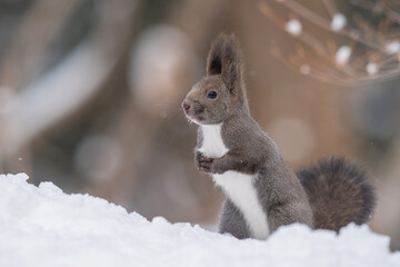 雪の中のエゾリス