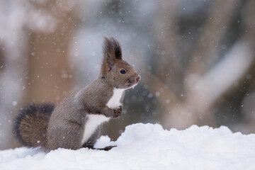 雪の日のエゾリス