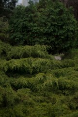 Obraz premium trees in the forest