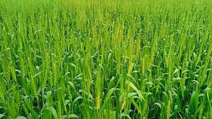 Wheat field in the village