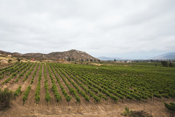 Wineries in Valle de Guadalupe of Mexico - obrazy, fototapety, plakaty