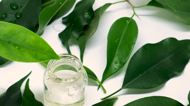 tea tree essential oil in small bottles. selective focus.
