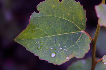 View of young leaves of a tree with drops after rain.