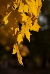 yellow maple leaves