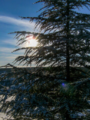 Obraz premium Snowy branches of pine tree with beautiful blue sky and clouds in the background. Winter concept. Selective focus.