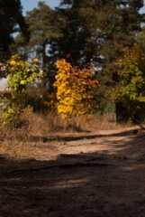 Fototapeta premium autumn in the forest