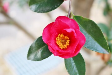 寒椿　花　冬　風景