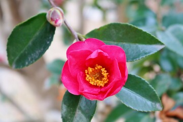 寒椿　花　冬　風景