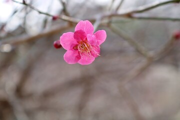 春の便り　梅の花　紅梅　風景