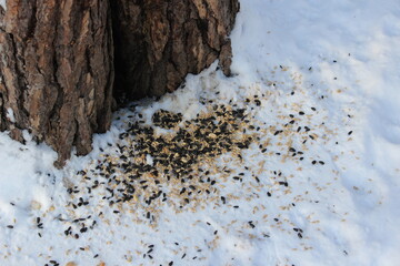 food for birds and squirrels under the tree