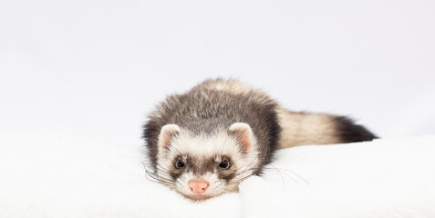 Ferret sits on a white background