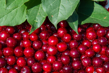 Berries of red ripe cherries on the background of green foliage of the garden.The concept of healthy fruits