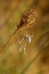 macro life