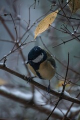 Bird sitting on a branch during heavy snowfall