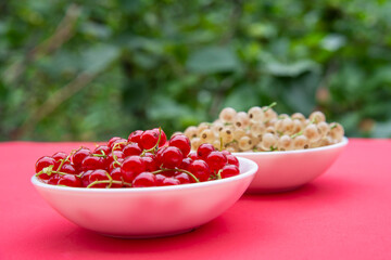 Red and white currants in white plates on a pink table against a background of green trees. The concept of healthy berries from the home garden.