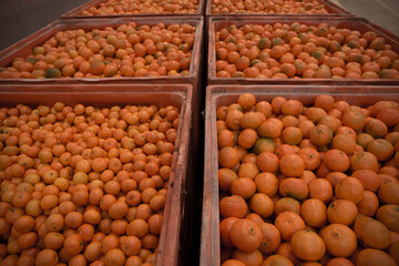 mandarinas en cajas, listas para entrar en producción 