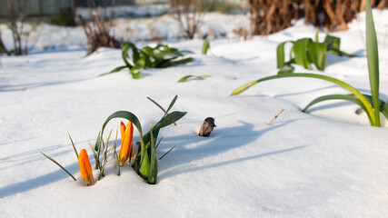 Orange crocus in the snow with a waking daffodil
