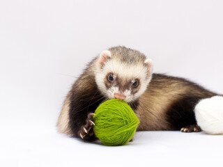 ferret playing with a ball. isolated on white background