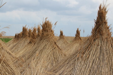 bundled reed after harvest on a field at neusiedler see in austria