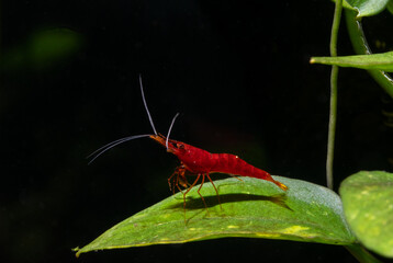 Yellow nose sulawesi red dwarf shrimp stay on green leaf with dark background in freshwater aquarium tank.