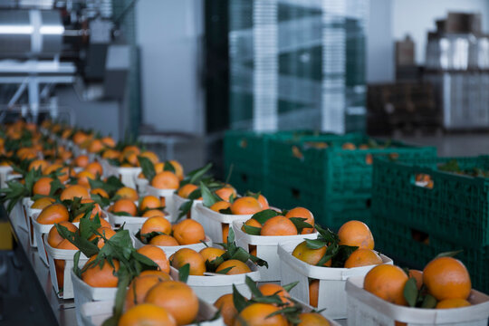 producci&oacute;n de mandarinas a gran escala